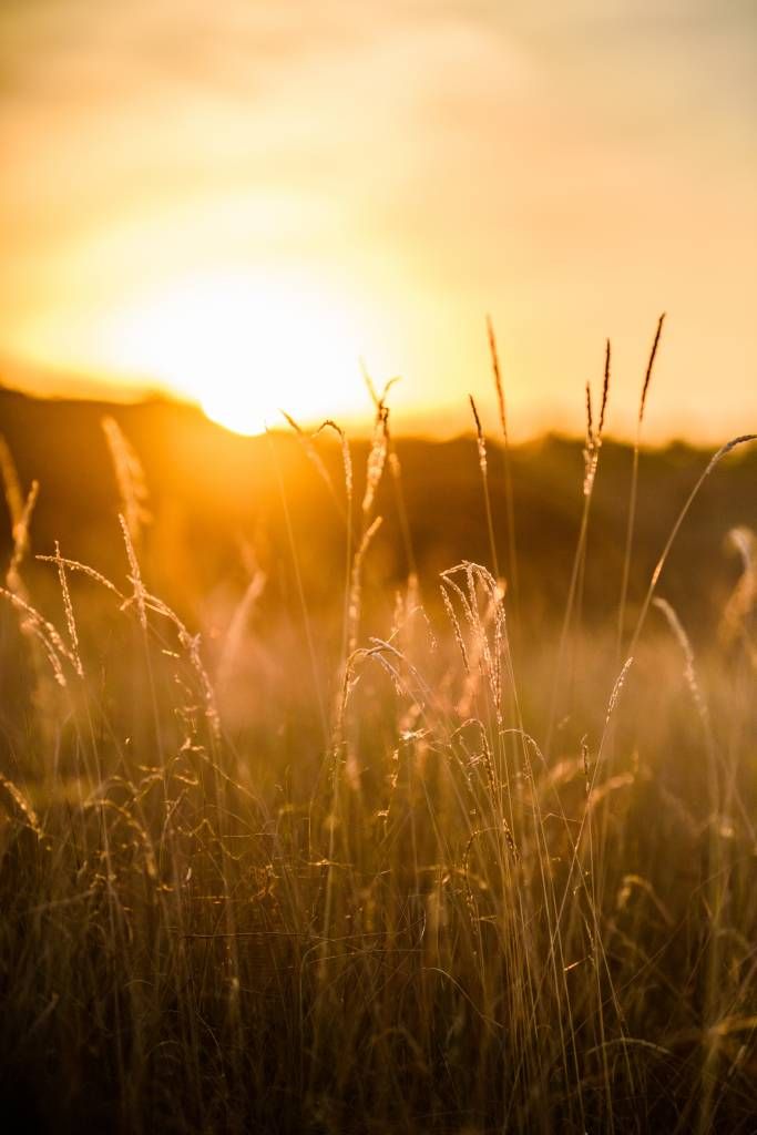 Sunset between the grain