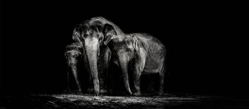 Black and white photo of elephants