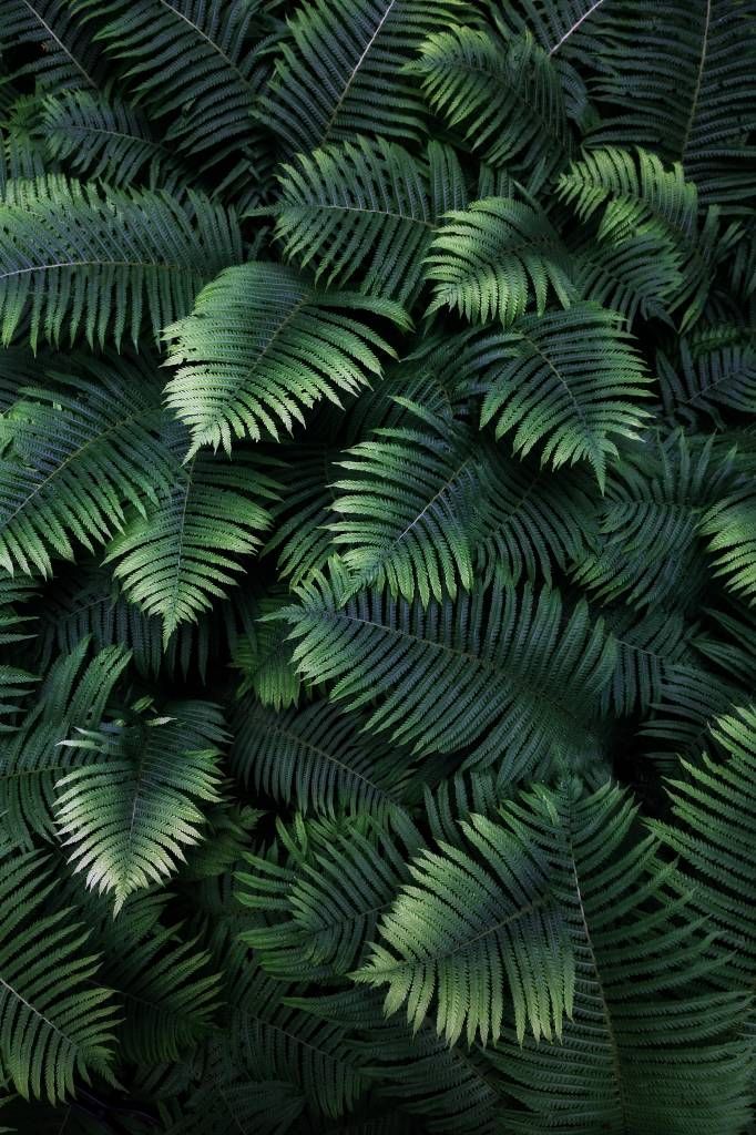 Large palm leaves