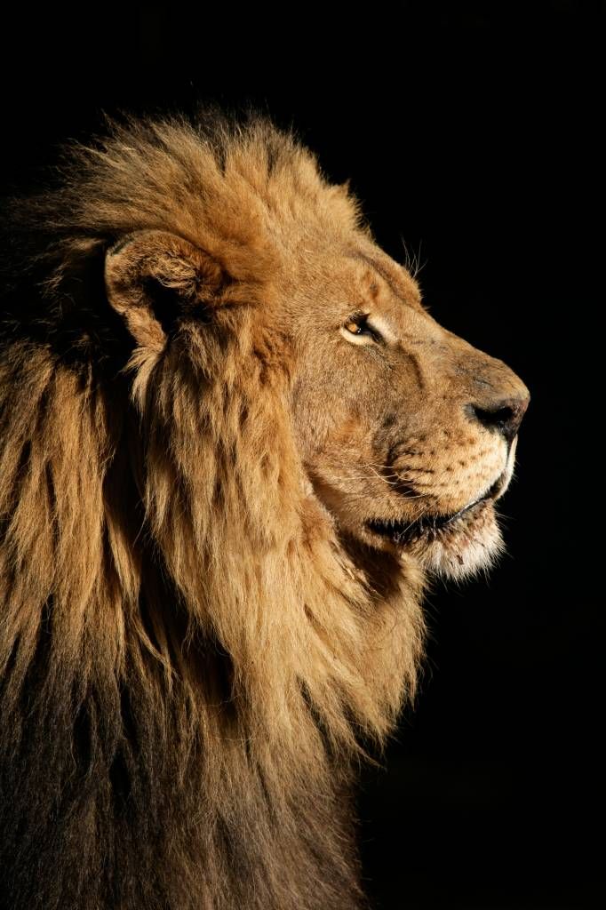 Side profile of a lion