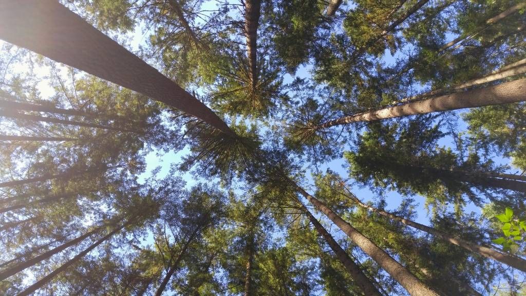High conifers