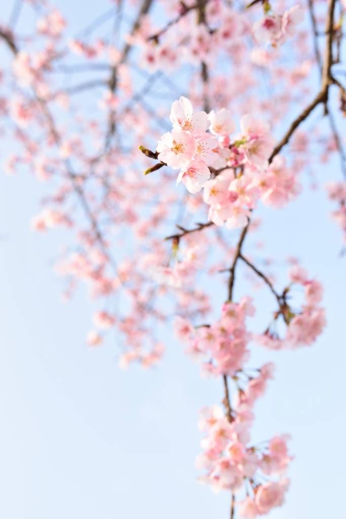 Japanese blossoms