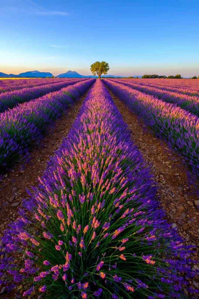 Lavender in sunlight