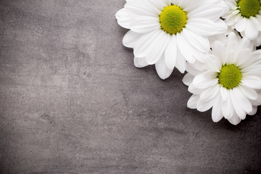 Daisies and concrete