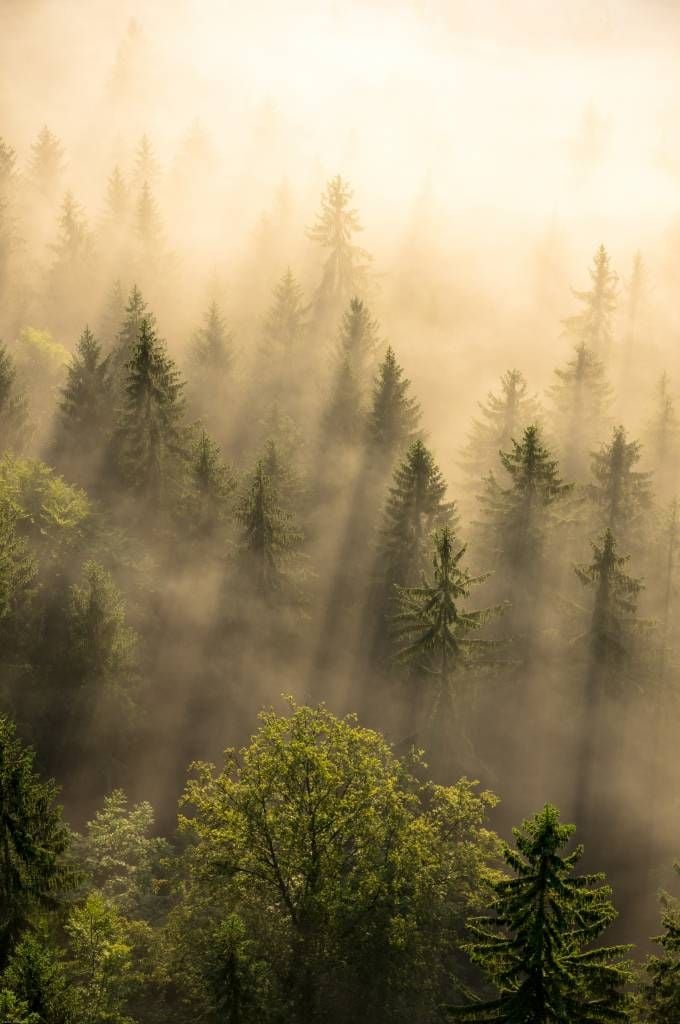 Foggy pine trees