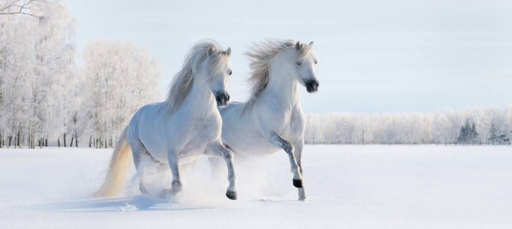 Horses in the snow