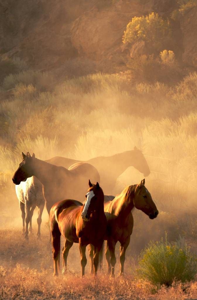Horses during a sunset