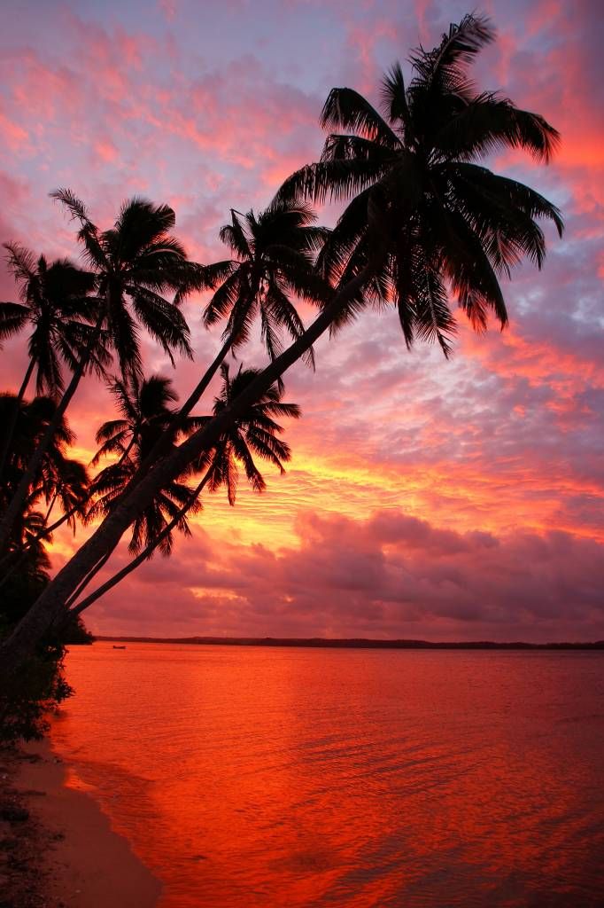 Palm trees over a red ocean