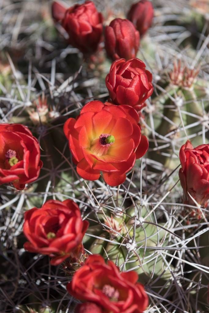 Red cactus flowers