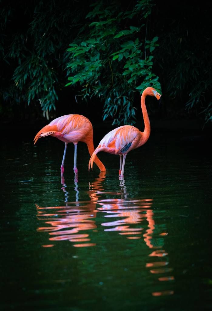 Two Caribbean flamingos