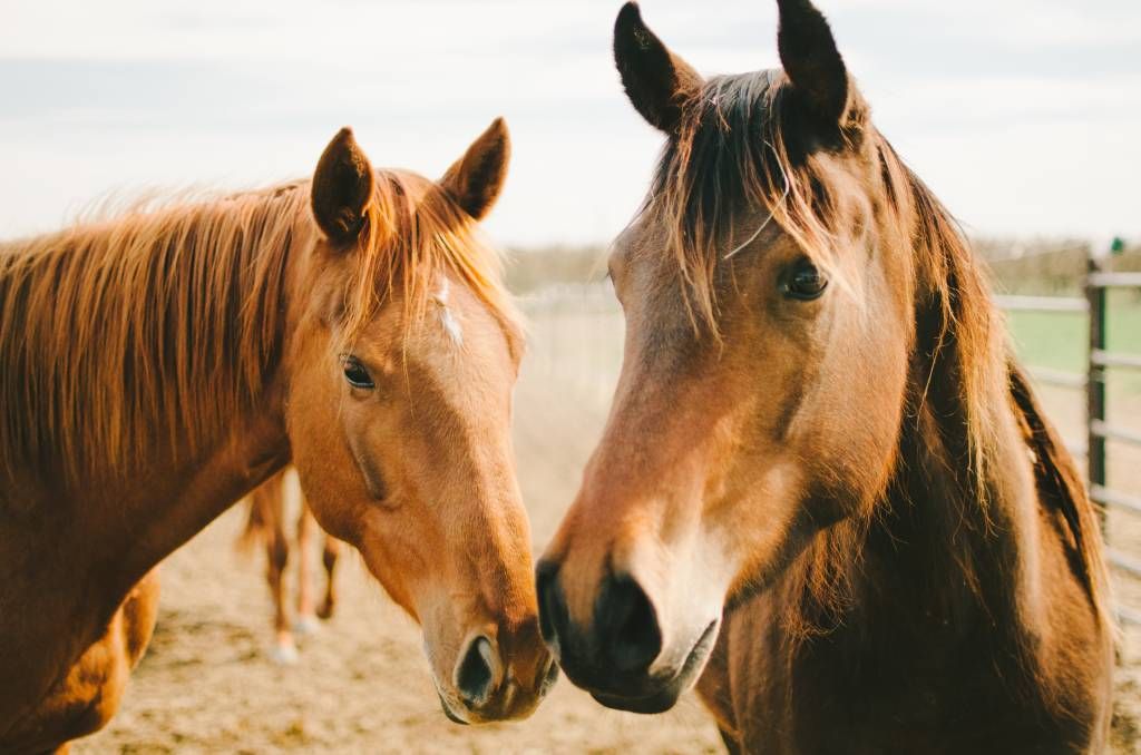 Two horses