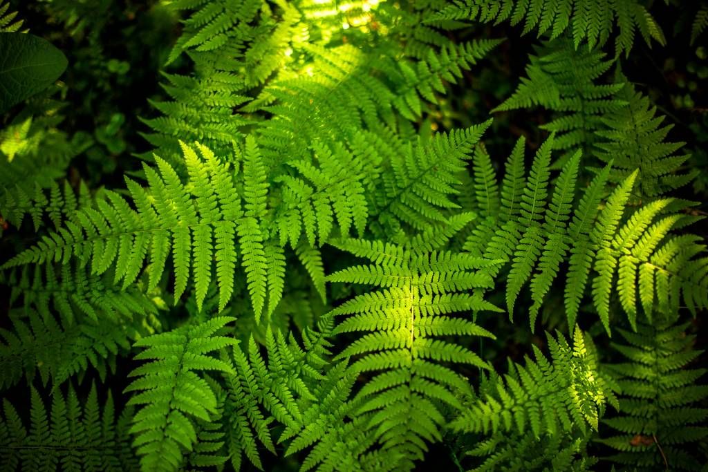 Ferns