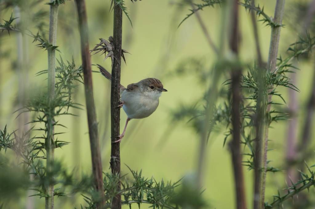 Bird on a branch