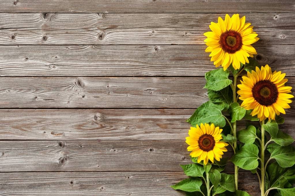 Sunflowers and wood