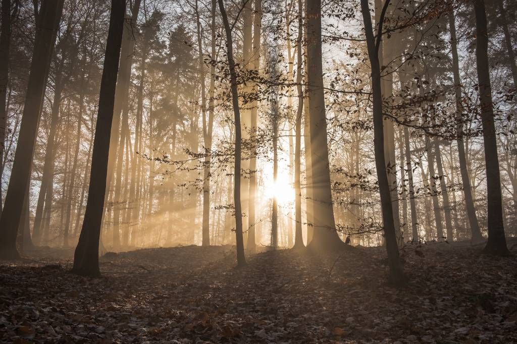 Sunshine in a misty forest