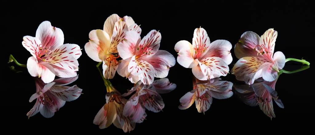Alstroemeria flowers with reflection