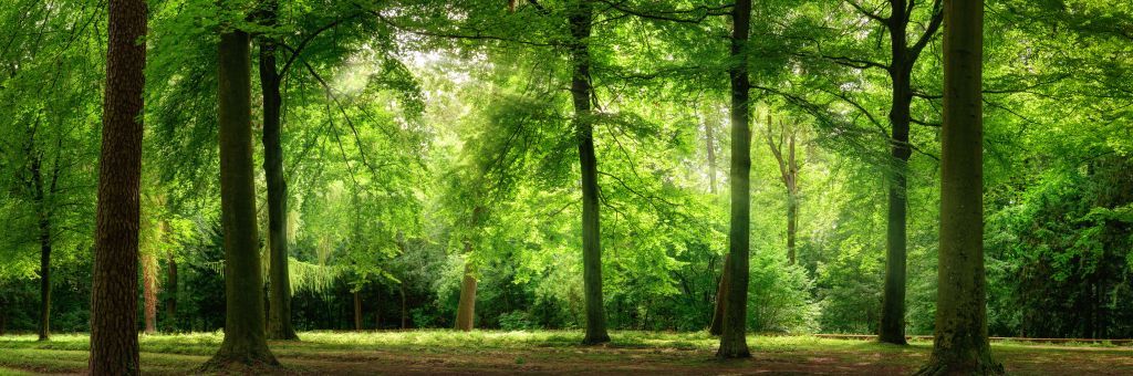 Forest with light mist