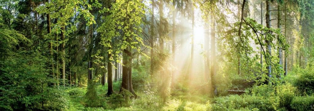 Forest landscape at sunrise