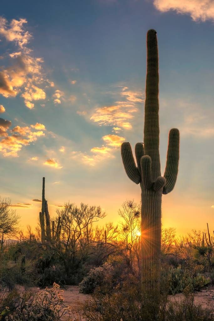 Cactus at sunset