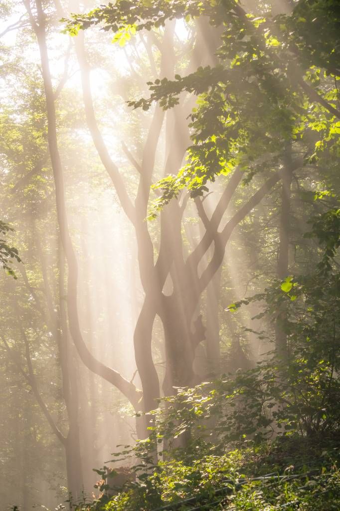 Twisting tree in the forest