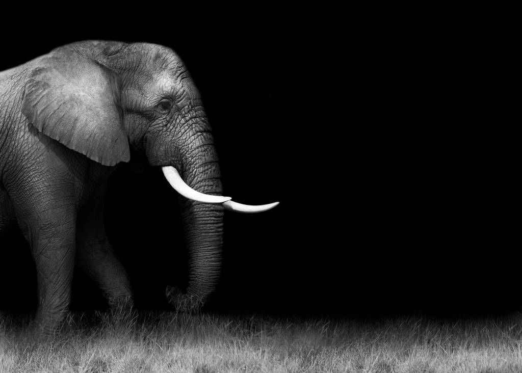 Elephant on grass