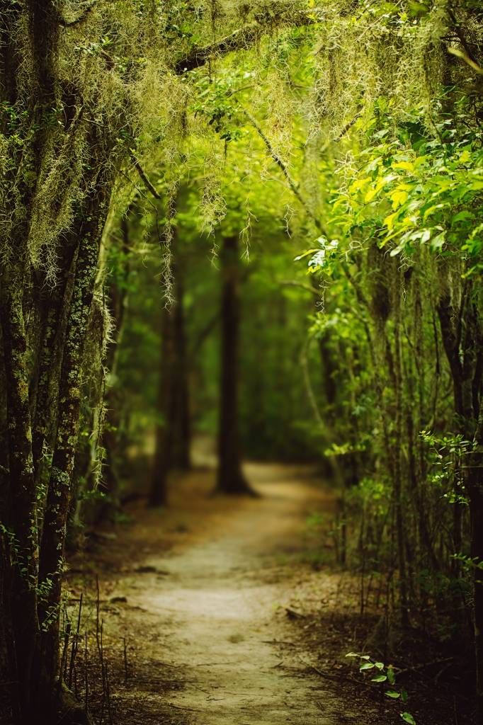 Spanish forest full of moss