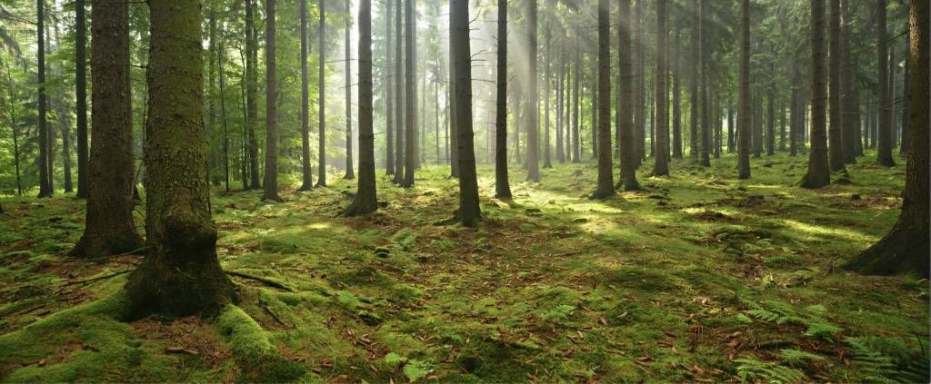 Spruce forest with sunlight