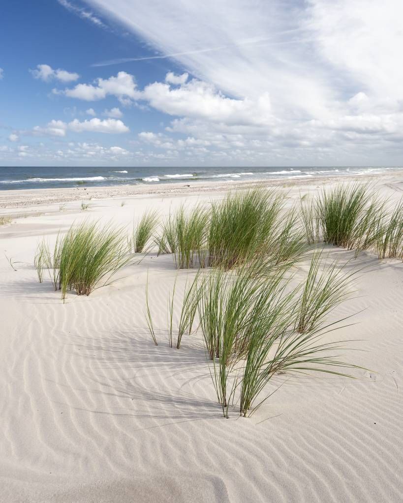 Beach with dune plants