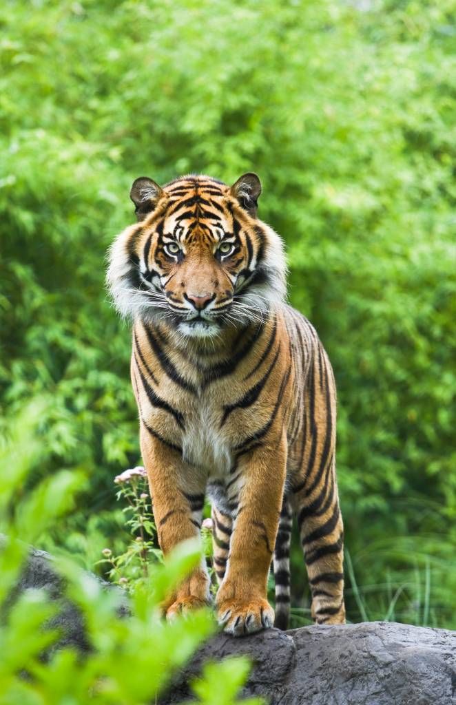 Tiger standing on a stone