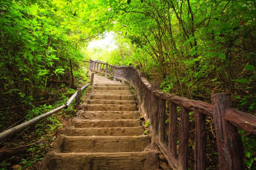 Stairs in a forest