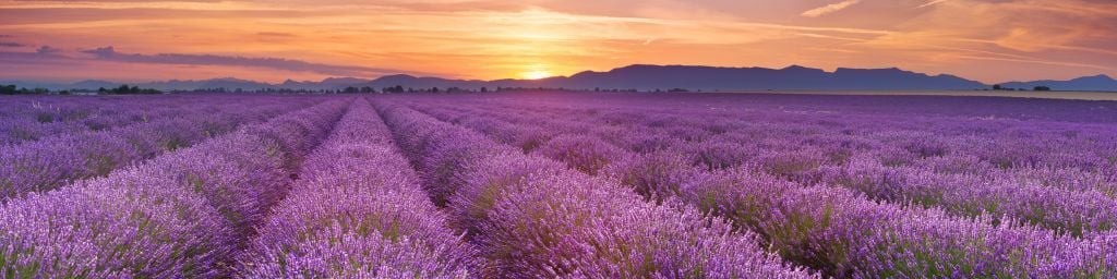 Field full of lavender