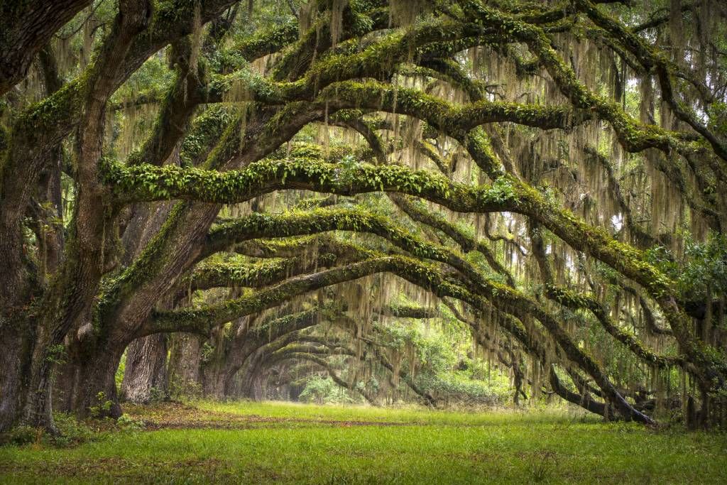 Oak trees