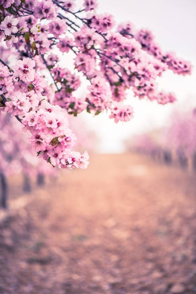 Purple Japanese blossoms
