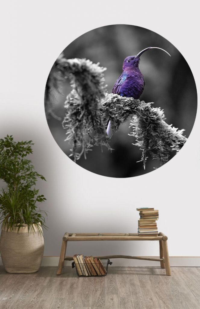 Wallpaper circle Purple Hummingbird
