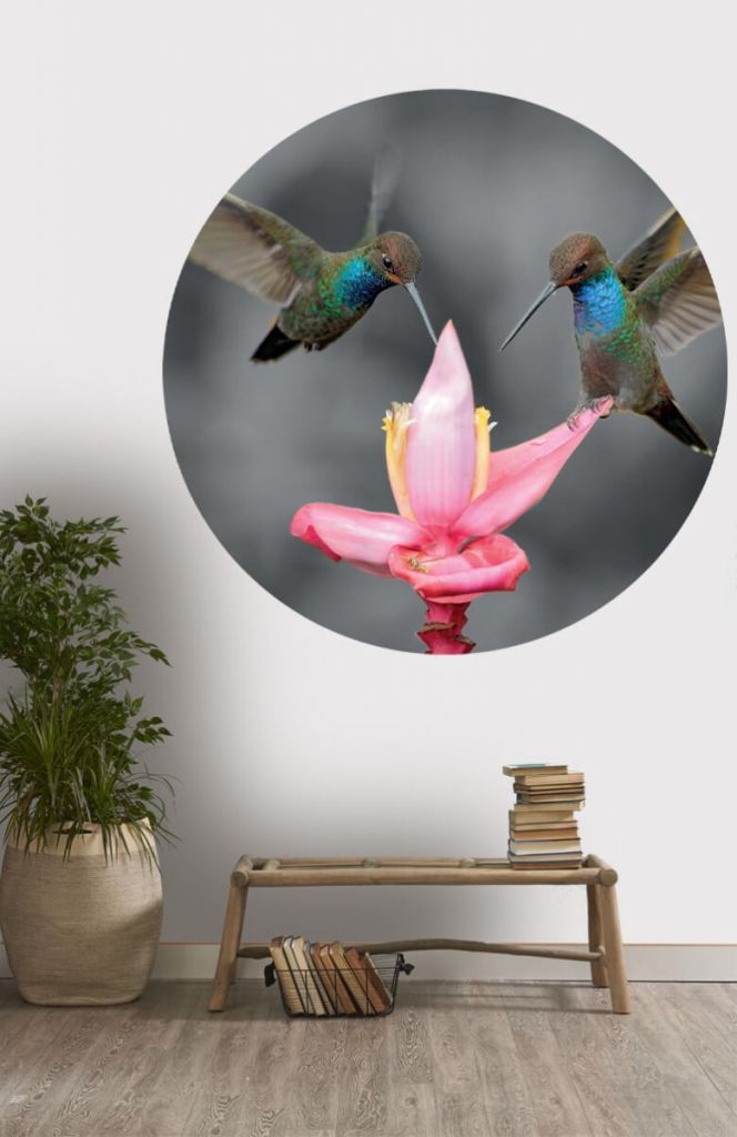 Wallpaper circle Hummingbirds