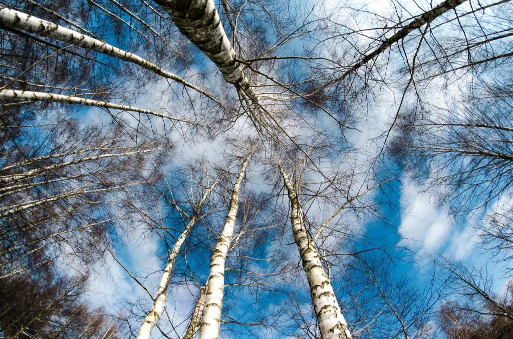 Birch forest