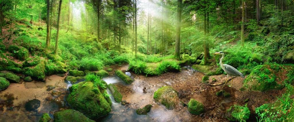 Enchanting forest landscape