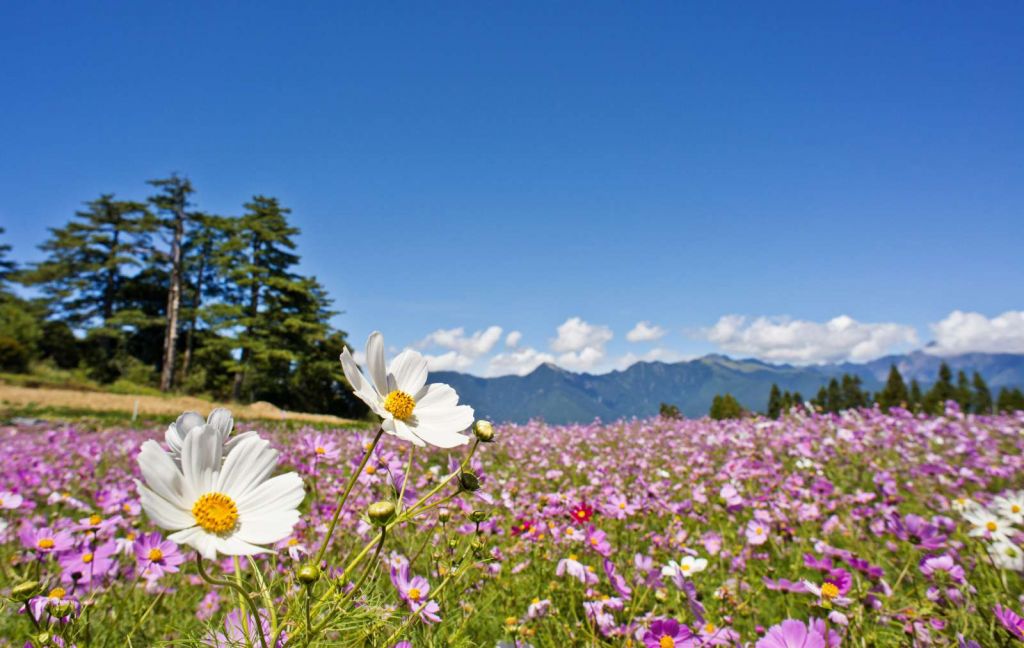 Bloemenveld met mooie achtergrond