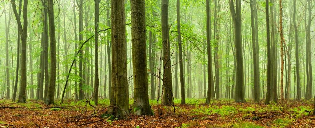 Forest of beech trees