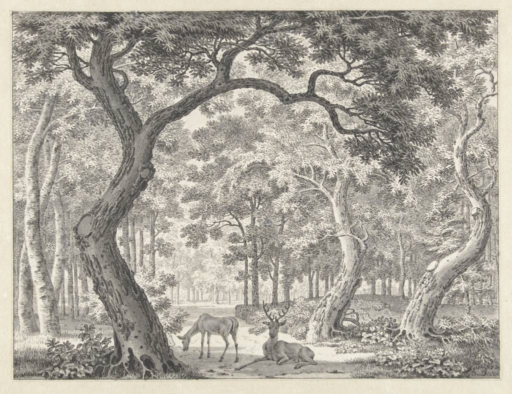 Forest view with two deer