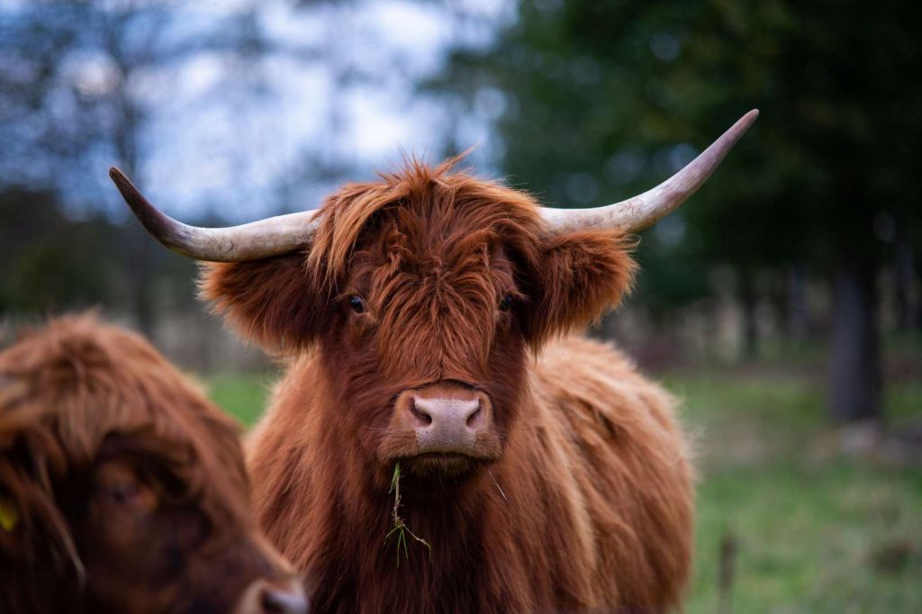 Bruine Hooglander van dichtbij