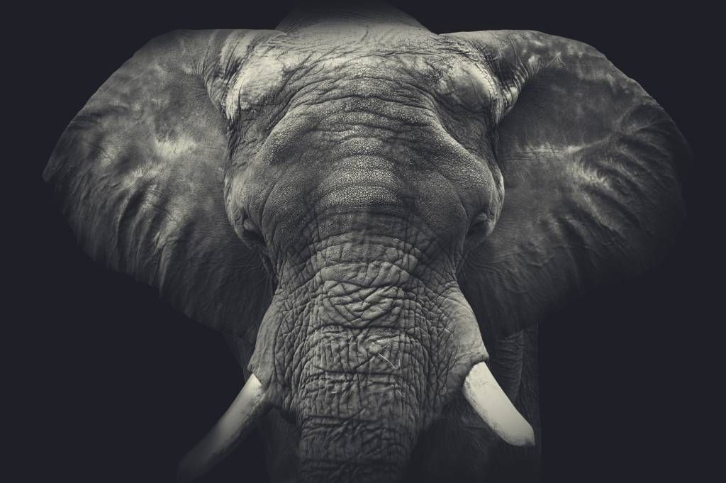 Close-up of an elephant