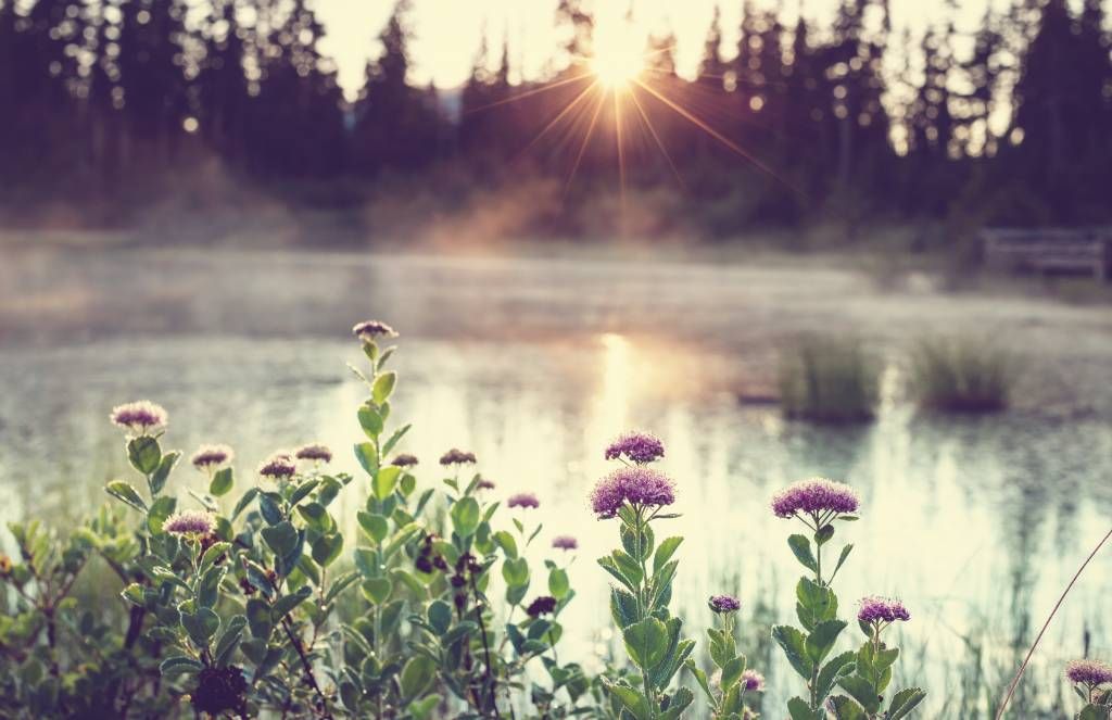 Evaporating lake with flowers