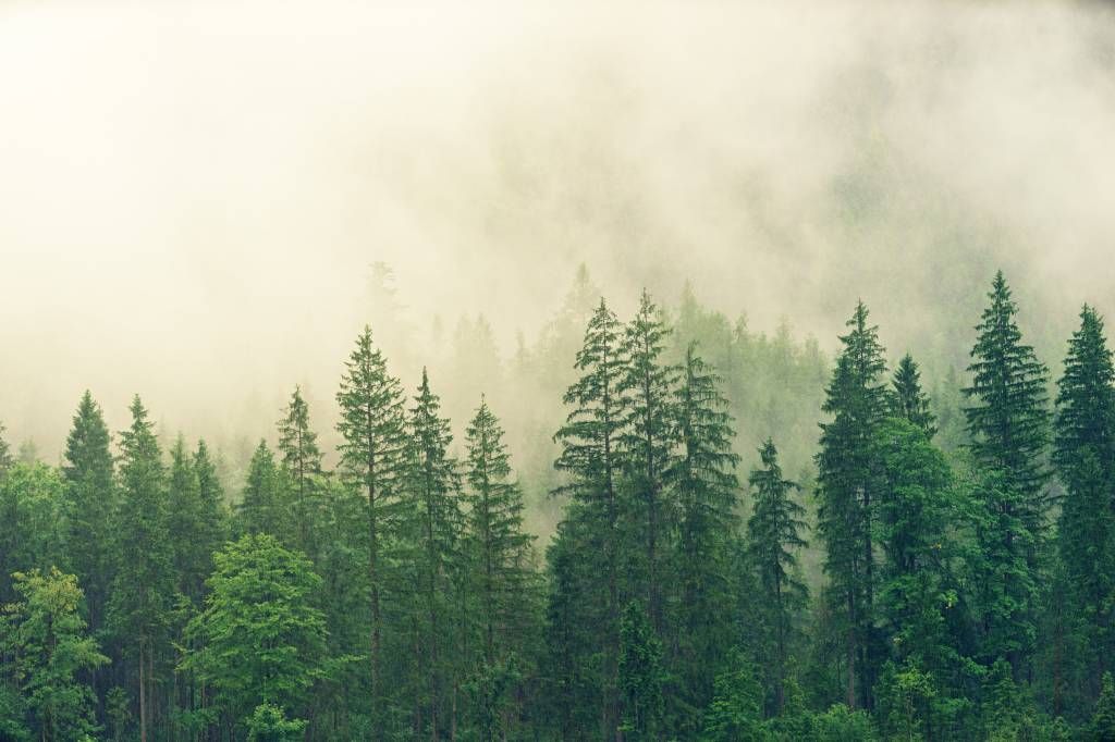 Pine trees in the fog