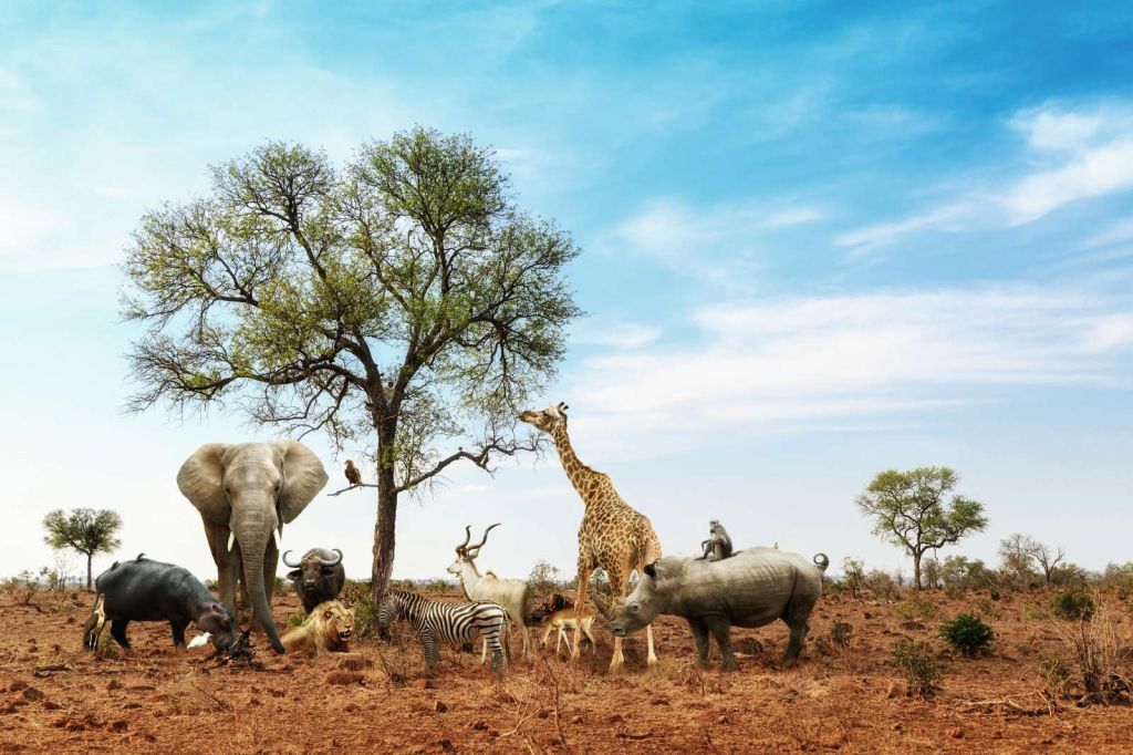 Dieren in een droog landschap