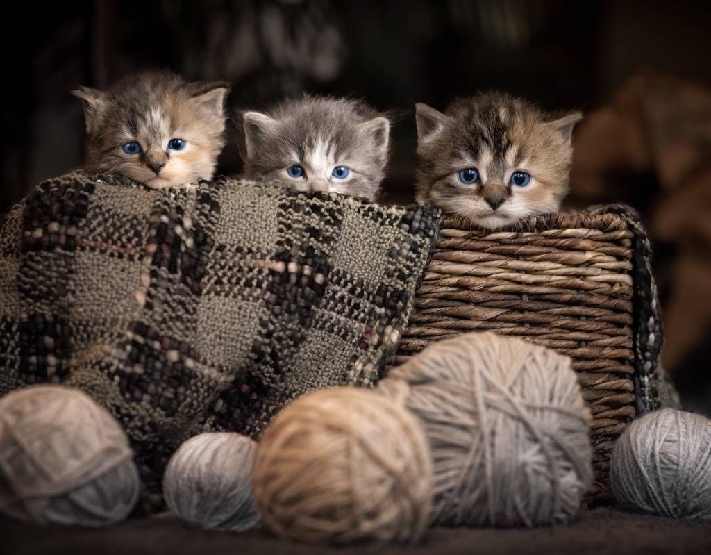 Three kittens in a basket