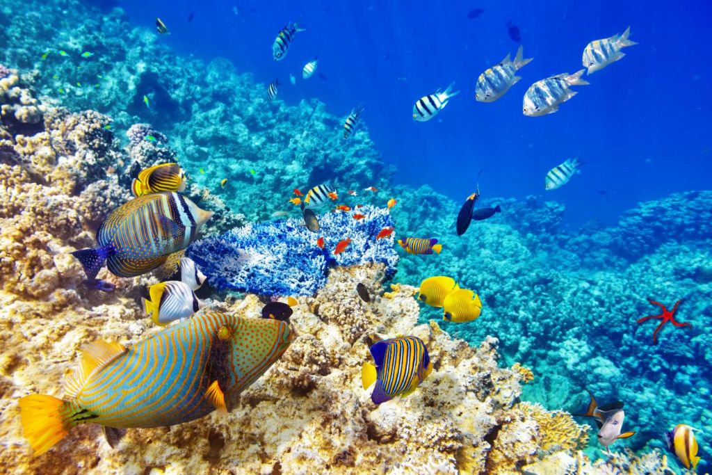 Exotische vissen in de oceaan