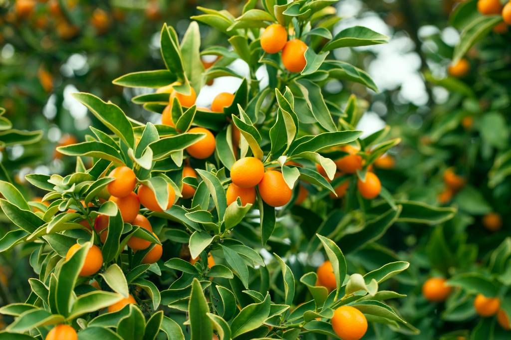 Fruit tree 