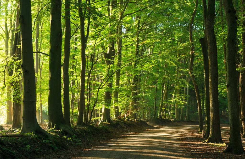 Sunny road through a forest