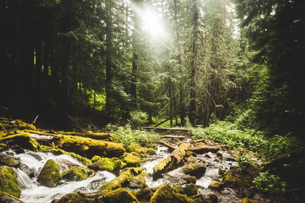 Waterfall in a forest 